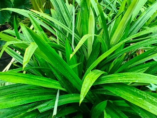 Fototapeta premium Pandanus is a tropical plant known for its leaves which have a distinctive aroma and are often used as a flavor enhancer in various dishes and drinks in Southeast Asia, including Indonesia