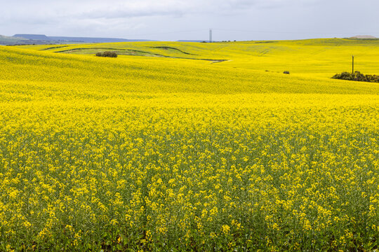 Conola crop growing in Western Australia