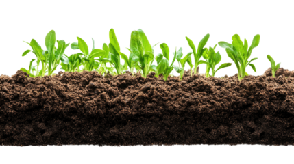 Fresh Young Green Plants Growing in Rich Dark Soil, Symbolizing New Life and Organic Growth, Isolated with Transparent Background. No Background PNG