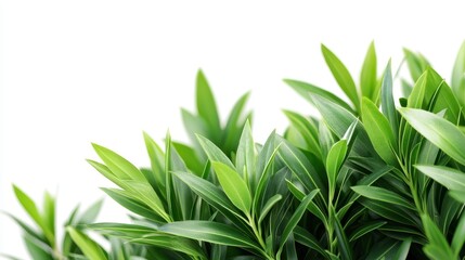 Fototapeta premium Fresh green leaves border on white background, studio shot. Use it for nature, spring, or ecological themed designs.