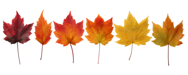 Line of vividly colored maple leaves transition through the autumn season on a transparent and white background, concept for seasonal design, autumn-themed backgrounds and nature illustrations