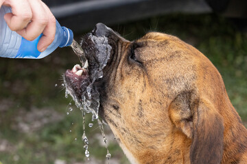 Dog Drinking Water in Heatwave