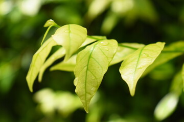 water drop on green leaf in the garden, natural background in springtime