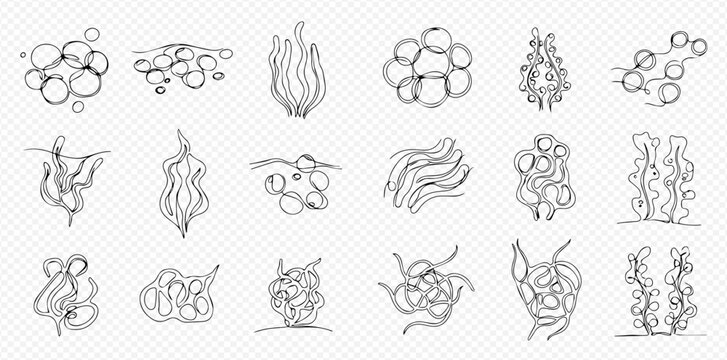 A diverse collection of hand-drawn line art illustrations depicting various forms of aquatic algae, seaweed, and microscopic organisms.