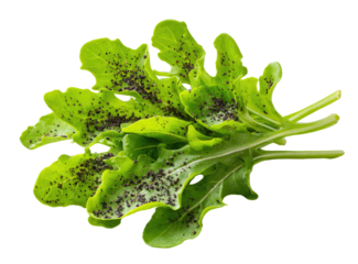 Close-up of leafy greens, speckled with dark spots