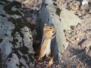 Chipmunk standing on stone in sunlight