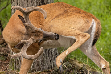 White-tailed Deer Buck Grooming with Velvet Antlers (Odocoileus virginianus)