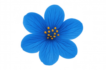 Blue blossom with yellow stamens presenting a fresh spring and nature concept on transparent background