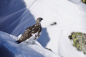 山岳地帯に住む鳥　ライチョウ（Rock ptarmigan）