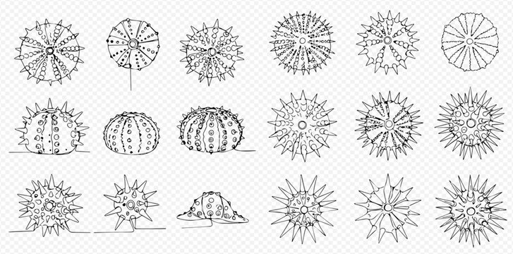 A collection of detailed line art illustrations depicting various sea urchin shells and forms from different perspectives, showcasing marine life.
