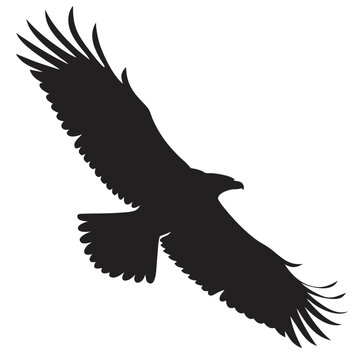 Eagle circling sky silhouette