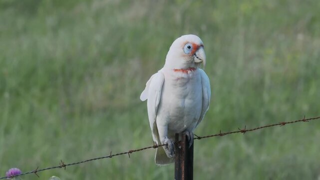 Long-billed corella (Cacatua tenuirostris) perched on a weathered and rusty barbed-wire fence	with out of focus grass pasture in background