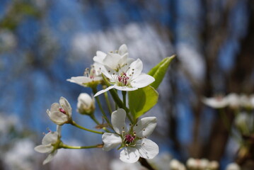 closeup pear tree blossoms