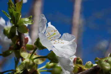 closeup pear tree blossom