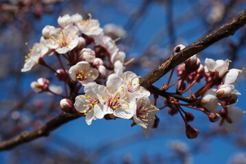 apple tree blossoms