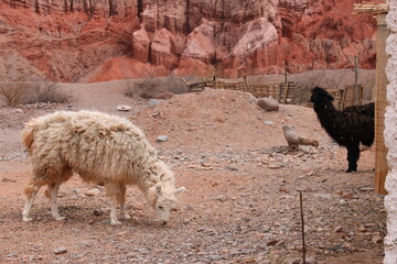 camel in the mountains