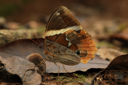 Thauria aliris intermedia Crowley (Tufted Jungleking) Pa Wai Waterfall , Tak province ,THAILAND
