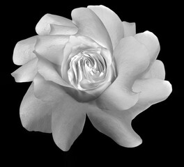 Rose flower isolated on  black  background. Close up. For design.