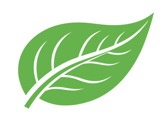 Single green leaf with white veins simple graphic design element on white background vector illustration