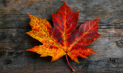 Leaf maple red orange brown object plant tree autumn nature season yellow design foliage sign symbol decoration canada day 1 st first date july month happy independence day freedom politic beautiful
