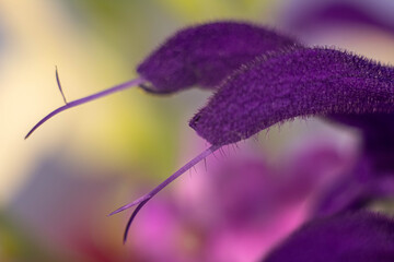 Mystic Bloom Close-Up.An abstract macro photograph highlighting the delicate textures and vibrant colors of a flower. Deep purples, blues, and greens create a mysterious and ethereal mood, celebrating