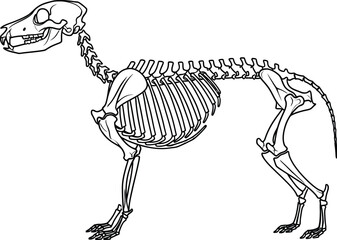Dog skeleton illustration in black and white anatomical study
