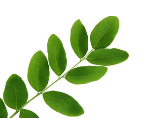 Green leaves on transparent background