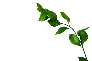 Green leaves on transparent background
