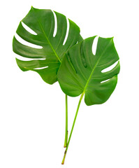 Green leaves on transparent background
