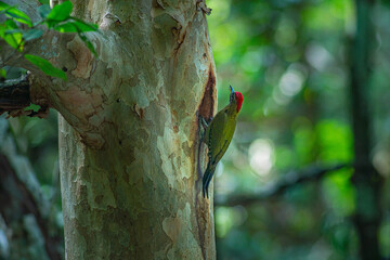 A colorful woodpecker perches on a tree trunk to feed its young in a hollow. In a lush forest, the bird’s green contrasts beautifully with the natural tones of the trees and blurred green leaves