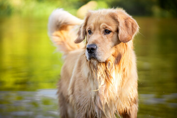 Portret psa rasy golden retriever © nitka_zaplatana