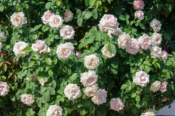 Beautiful white roses blooming in the garden against blue sky. Roses are mainly popular for its Symbol of Beauty and to Convey the message of Love.