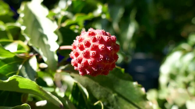 Kousa dogwood tree red berry blowing in breeze
