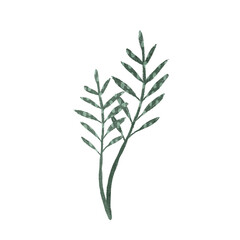 Beautiful and Elegant Green Fern Leaves Exquisite Set Against a Crisp Clean White Background