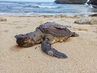 Dead sea turtle lying on sandy beach with visible injuries and flies. Concept of wildlife conservation, marine pollution, endangered species, and environmental issues.