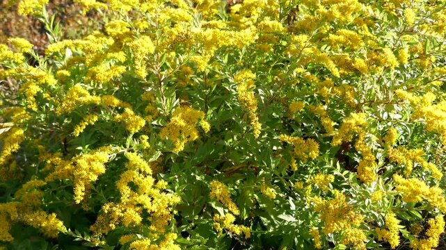 Yellow flower bush blowing in wind with small bee pollinator