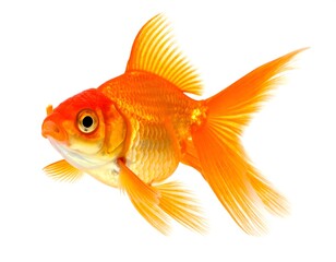 Orange goldfish swimming