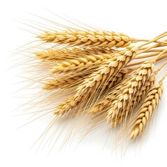 A cluster of golden wheat ears stands out against a pure white background.