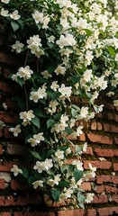 A profusion of delicate white flowers cascades over a weathered brick wall, creating a picturesque display of nature's beauty.