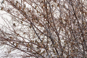 Colonie de travailleurs à bec rouge au lever du jour