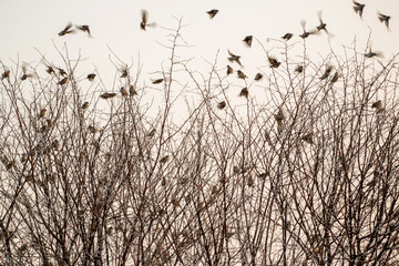 Colonie de travailleurs à bec rouge au lever du jour