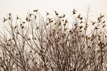 Colonie de travailleurs à bec rouge au lever du jour