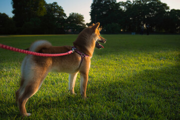 夕陽を見つめる柴犬 / Profile Gazing at the Sunset