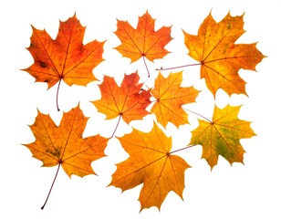 Autumn leaves arranged against a white background