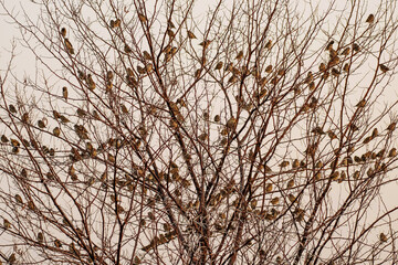 Colonie de travailleurs à bec rouge au lever du jour