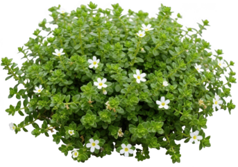 Blooming bacopa plant isolated on transparent background for garden decoration