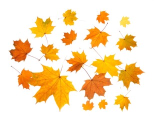 Fototapeta premium Autumn leaves in a circle