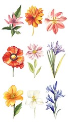 Watercolor Illustration of Various Flowers Poppy, Iris, Lily, Zinnia, and More