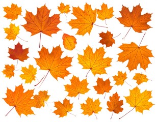 Autumn leaves scattered on a white background