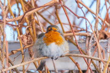 Cute bird the European Robin, Erithacus rubecula. sitting on the tree branch in winter.